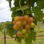 young victoria grapes bunch on vine turning red in the sun
