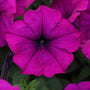 vibrant purple Easy Wave Violet Petunia