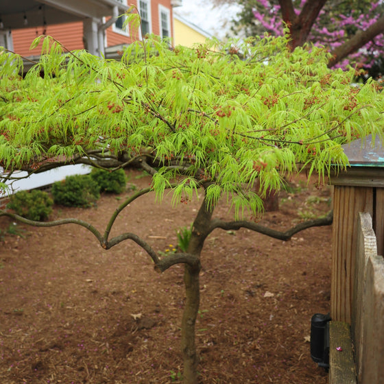 close up view of bright lacey leaves on virdis japanese maple in the early spring landscape