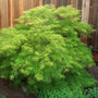 Viridis Japanese maple tree with green foliage