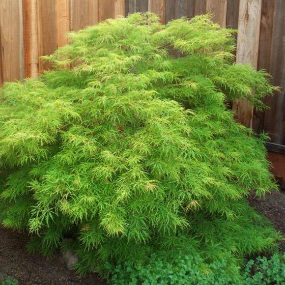 Viridis Japanese maple tree with green foliage