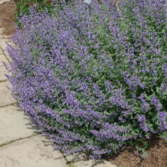 Walker’s Low Catmint in full bloom with lavender-blue flowers and silvery-green foliage in a sunny garden.