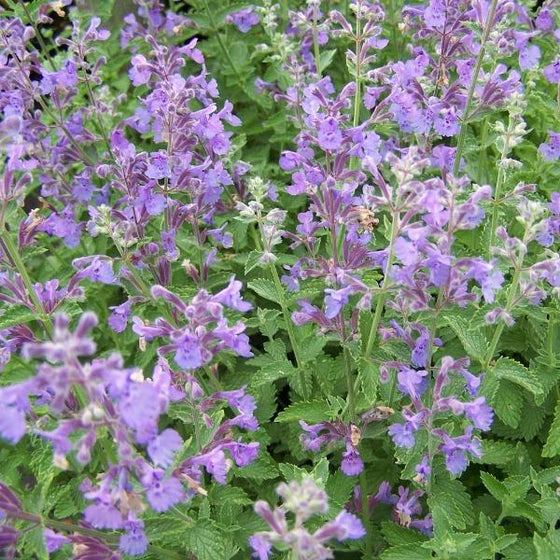 Close-up of Walker’s Low Catmint flowers with bees collecting nectar on lavender-blue spikes.