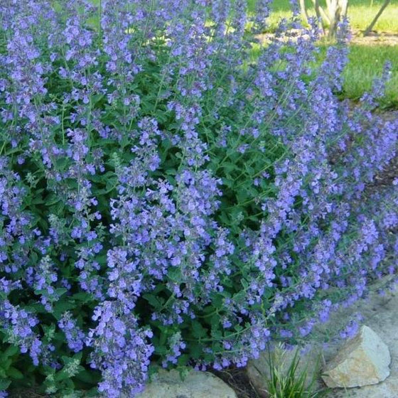 Walkers low catmint in full bloom