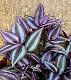 Wandering Jew Plant