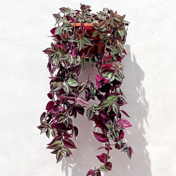 hanging purple leaf plant Dutch Country Classics Live Wandering Jew Plant, 4" Pot