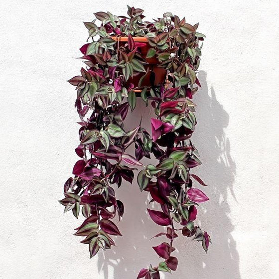 hanging Wandering Jew Plant trailing foliage
