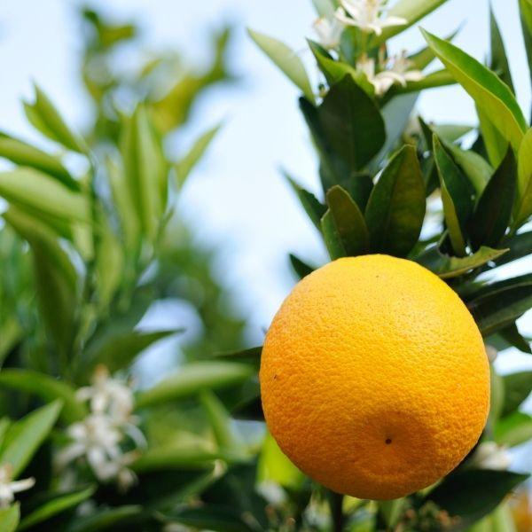 Washington Navel Orange Trees For Sale Garden Goods Direct