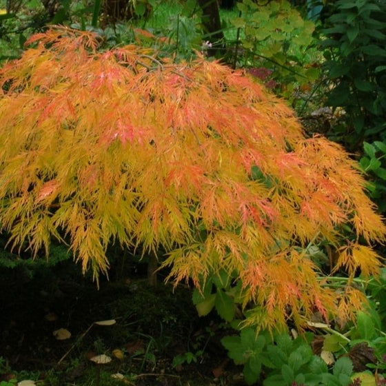 orange and golden Waterfall Japanese Maple Trees