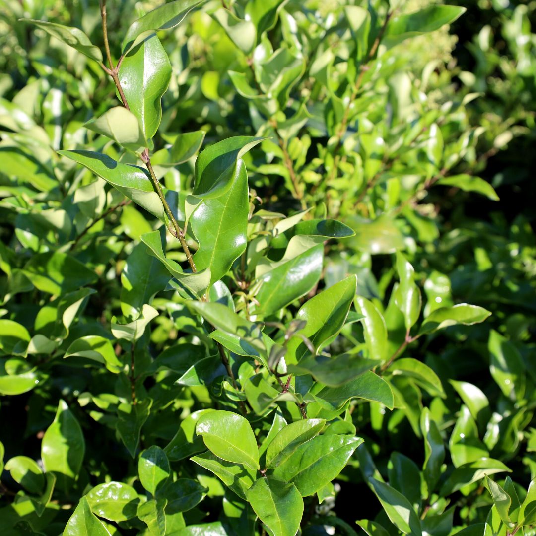 Wavy Leaf Ligustrum for Sale