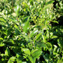 shiny foliage on wavy leaf privet shrub