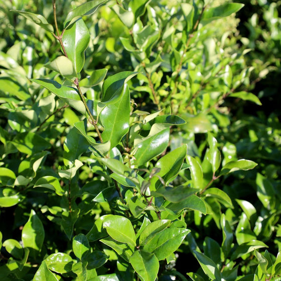 shiny foliage on wavy leaf privet shrub