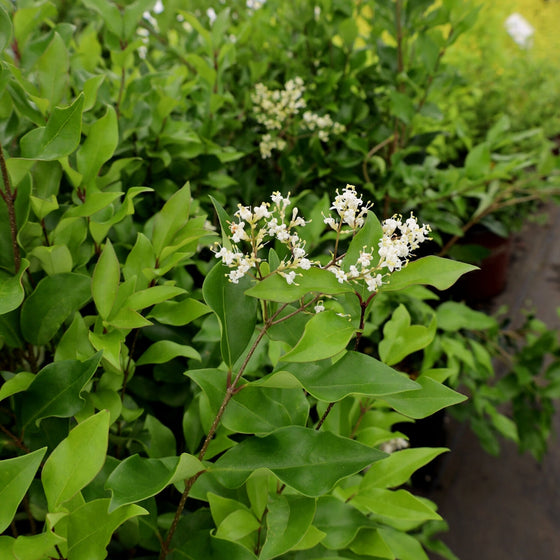 wavy leaf ligustrum blooms