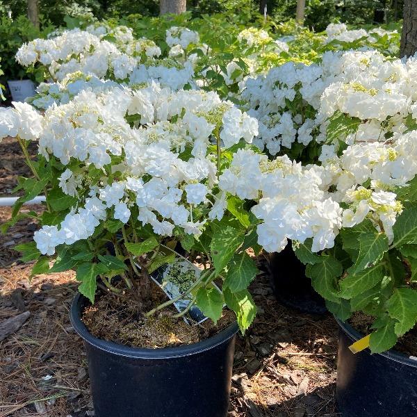 Wedding Gown Hydrangea for Sale | Double White Reblooming Blooms Wedding Gown Hydrangea for Sale | Double White Reblooming Blooms