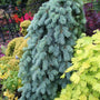 close up picture of a silvery blue Weeping Blue Spruce in a garden