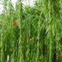 weeping willow tree leaves