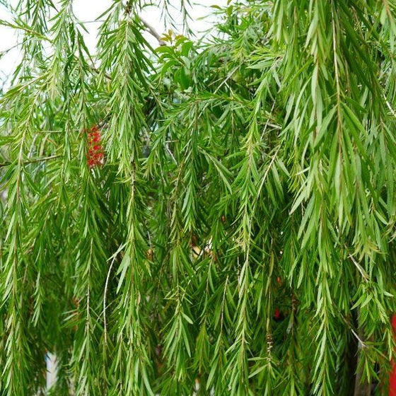 weeping willow tree leaves