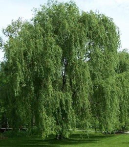 Weeping Willow Tree
