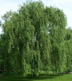 Weeping Willow Tree