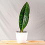 beautiful Whale Fin Snake in white pot