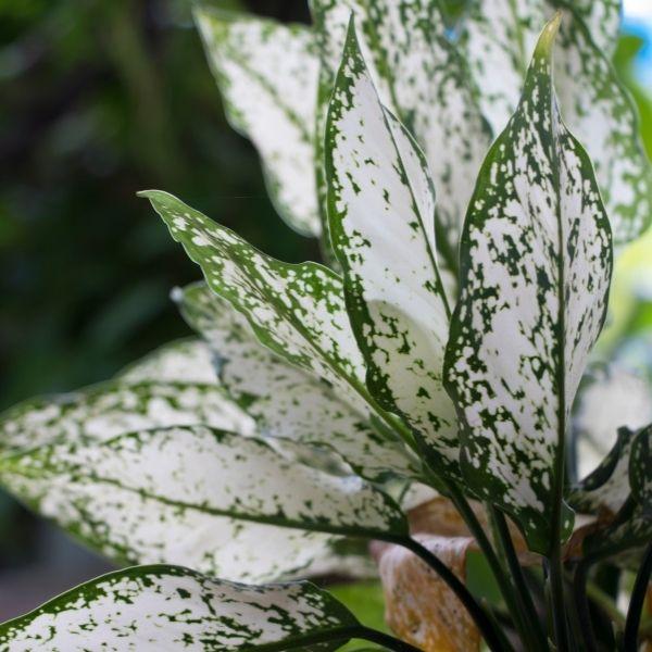 aglaonema bidadari putih White Aglaonema