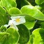 white green leaf begonia annual with white flower and yellow center and green leaves