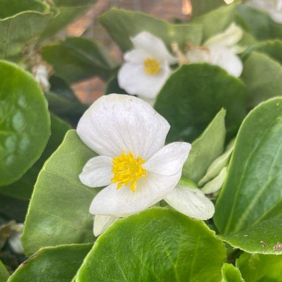 white green leaf begonia flower with yellow center and green foliage up close
