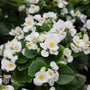bright white summer begonia