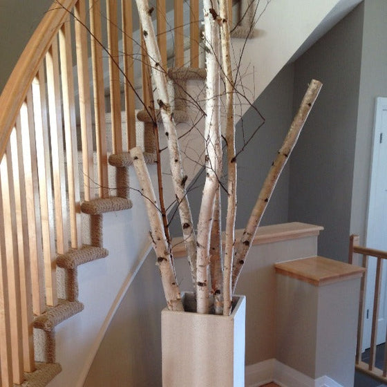 white birch poles in a container for fall decor