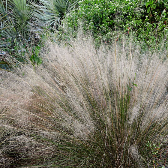 white cloud muhly grass fall