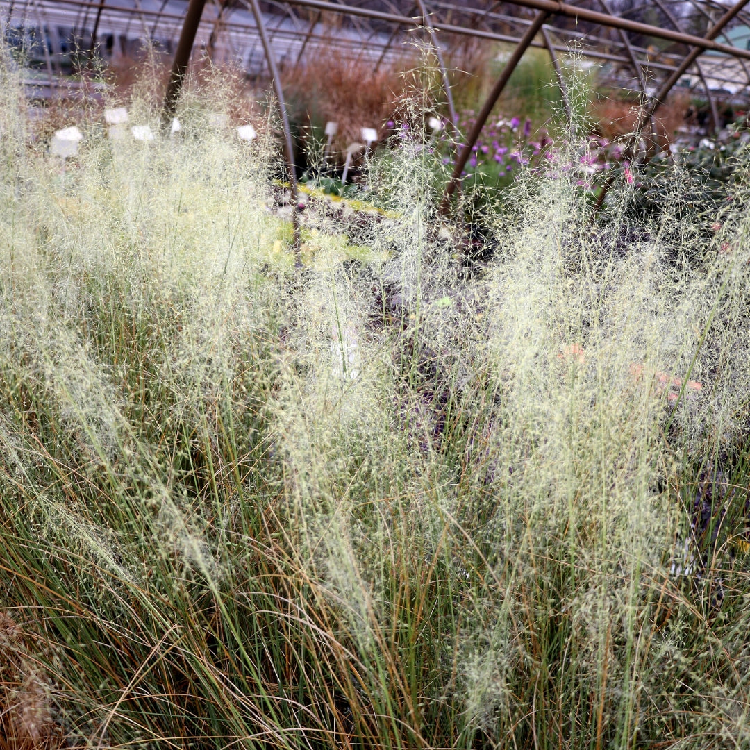 Buy White Cloud Muhly Grass Online Garden Goods Direct