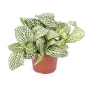 White Fittonia Plants have unusual white veined leaves