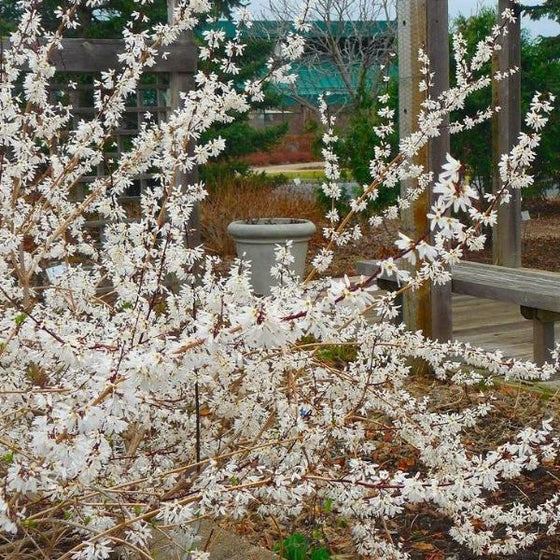 Abeliophyllum Distichum