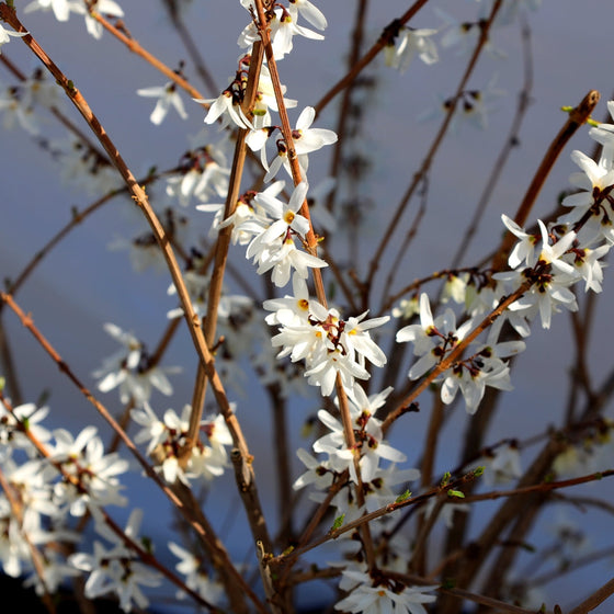 white forsythia in bloom early spring