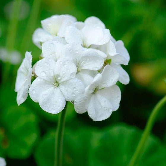 pure white flowers on the annual geranium flower