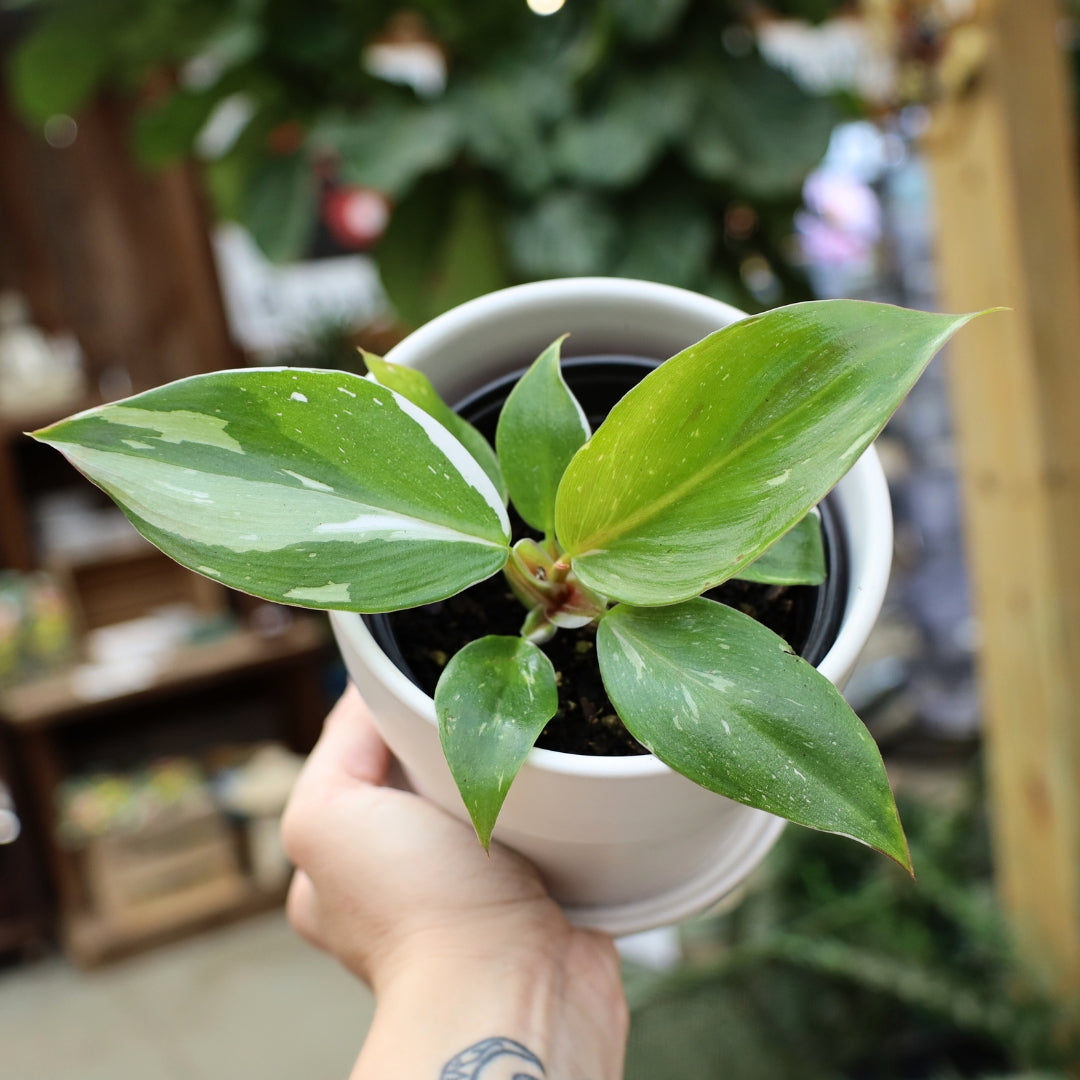 white knight pothos White Knight Philodendron
