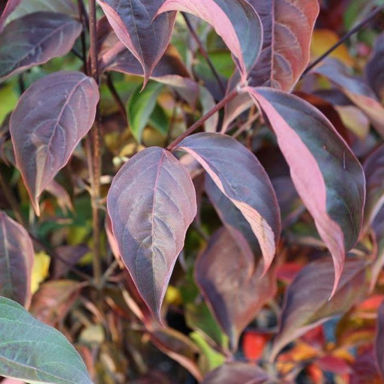 bright red fall color of the kousa dogwood tree