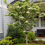white kousa dogwood in the landscape early spring