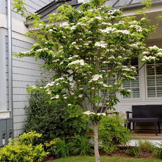 white kousa dogwood in the landscape early spring