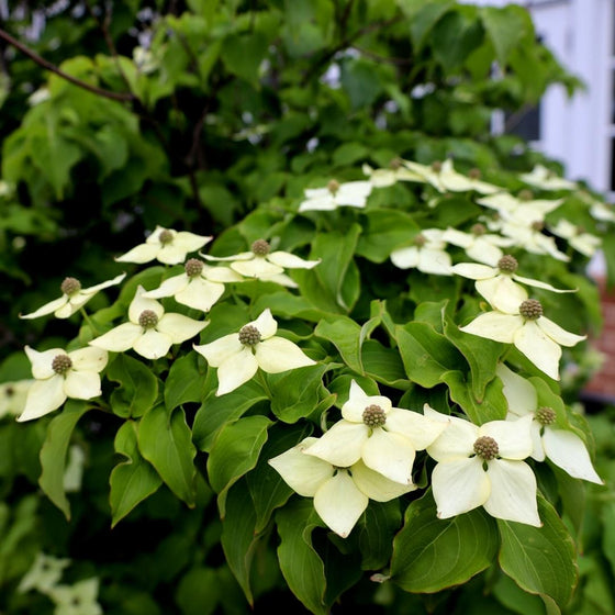 white kousa dogwood blooms