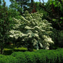 White Spring Flowering Kousa Dogwood Tree Beautiful White Flower