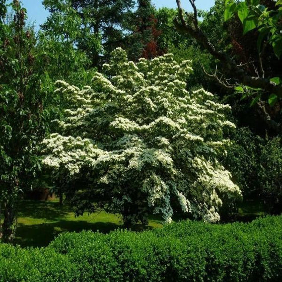White Spring Flowering Kousa Dogwood Tree Beautiful White Flower