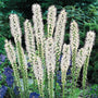Liatris Floristan White Gayfeather blooms