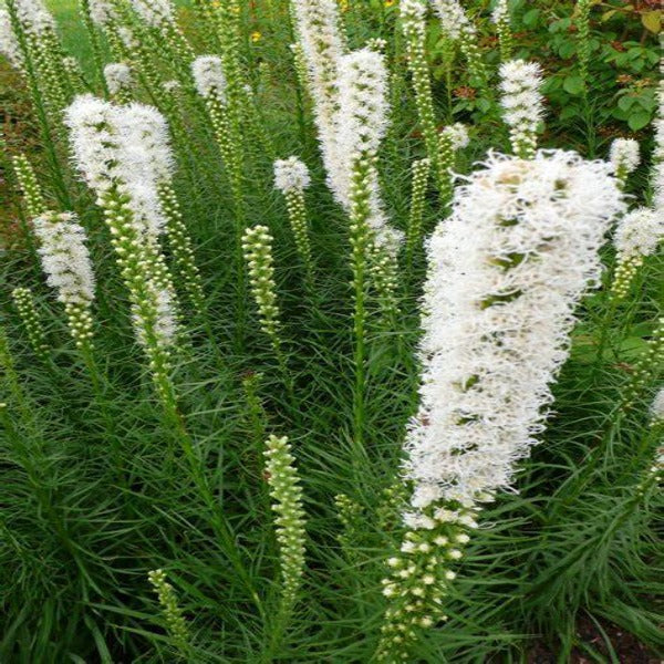Floristan White Liatris for Sale | White Blazing Star