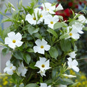 Mandevilla tropical plant with white blooms for sale on Garden Goods Direct