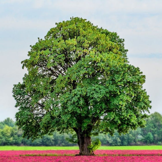 Full grown massive White Oak tree