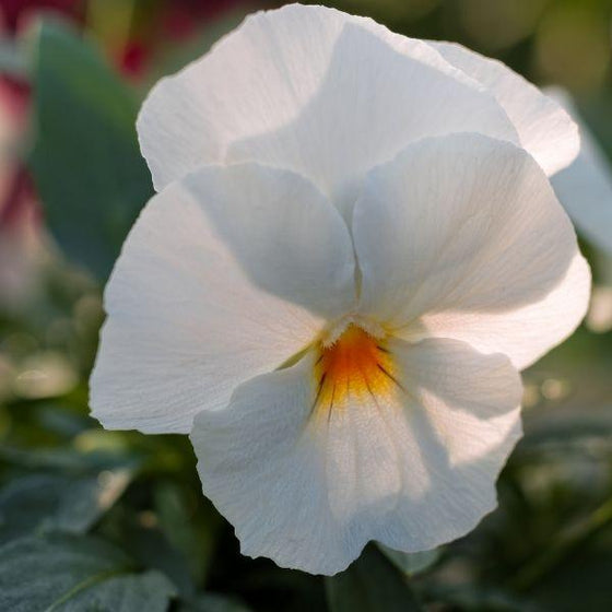 Close up of White Pansy