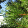Eastern White Pines Fine Feathery Evergreen Needles