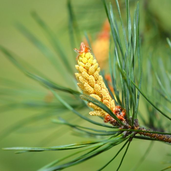 planting white pine seeds White Pine Tree