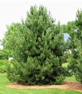 White Pine